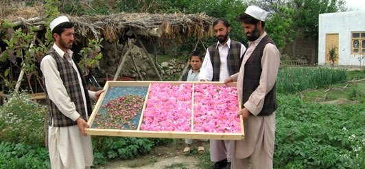 Roses from Afghanistan