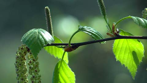 Birch - Betula pendula Roth