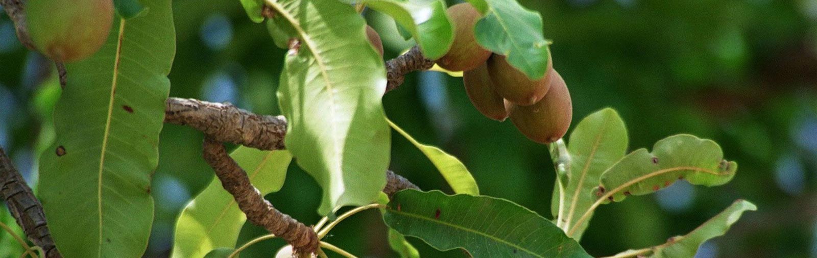 Karitè - Butyrospermum parkii
