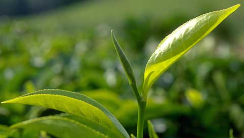 Tea - Camellia sinensis (L.) O. Kuntze
