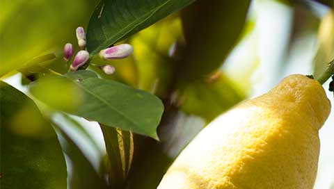 Citroen - Citrus limon L.