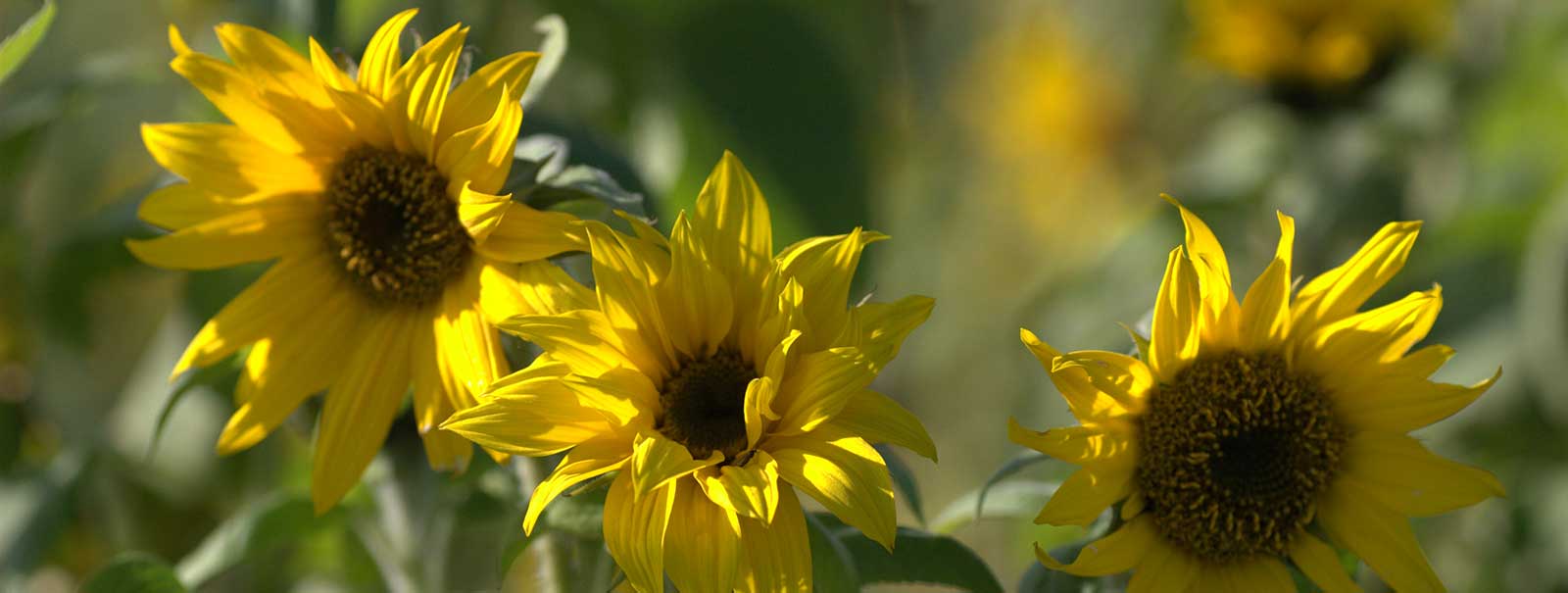 Sunflower - Helianthus annuus L.