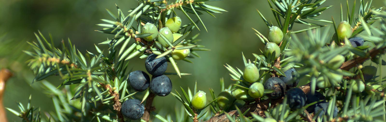 Wacholder - Juniperus communis L.