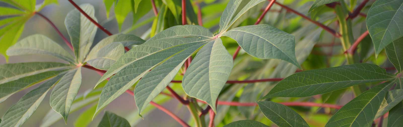Cassava - Manihot esculenta Crantz