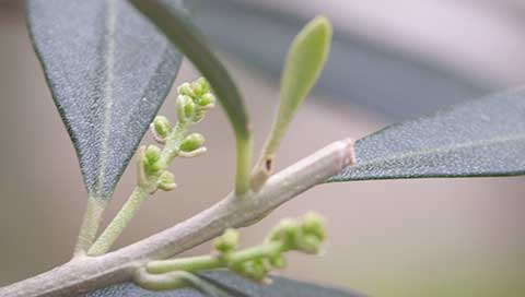 Olive - Olea europaea L.