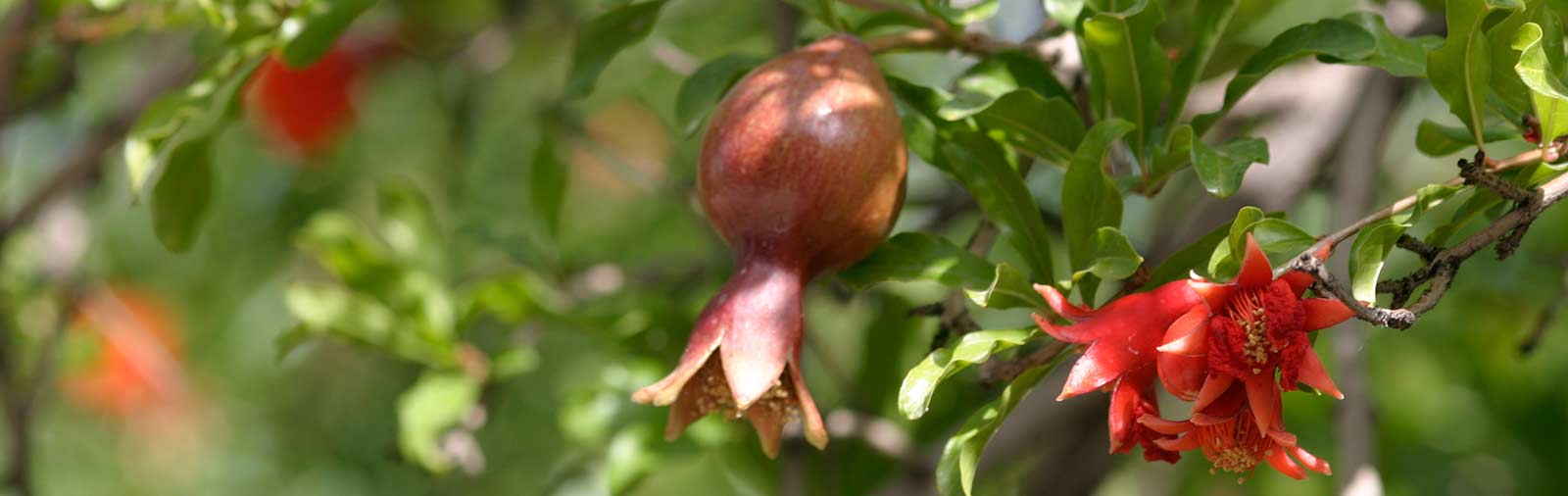 Granatapfel - Punica granatum L.