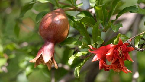 Pomegranate - Punica granatum L.