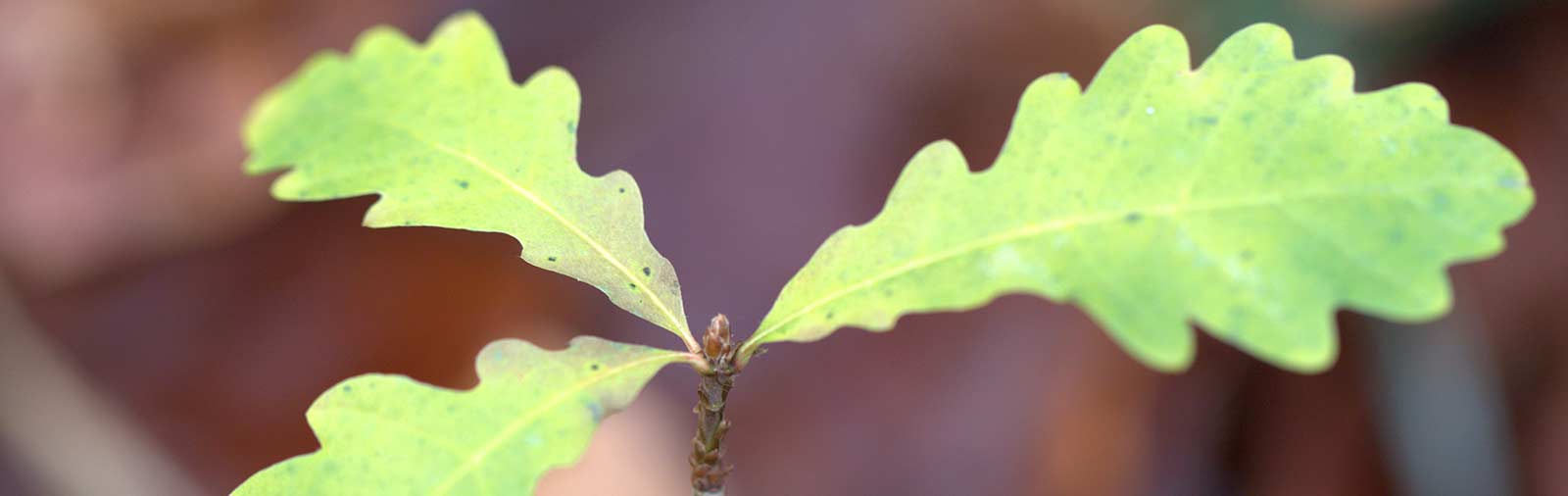 Roble - Quercus robur L.
