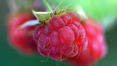 Framboise - Rubus idaeus L.