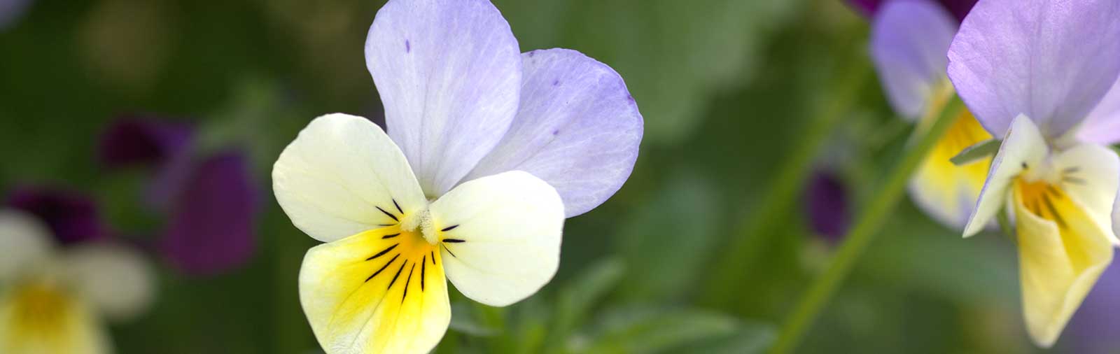 Wild Pansy (Heartsease) - Viola tricolor L.