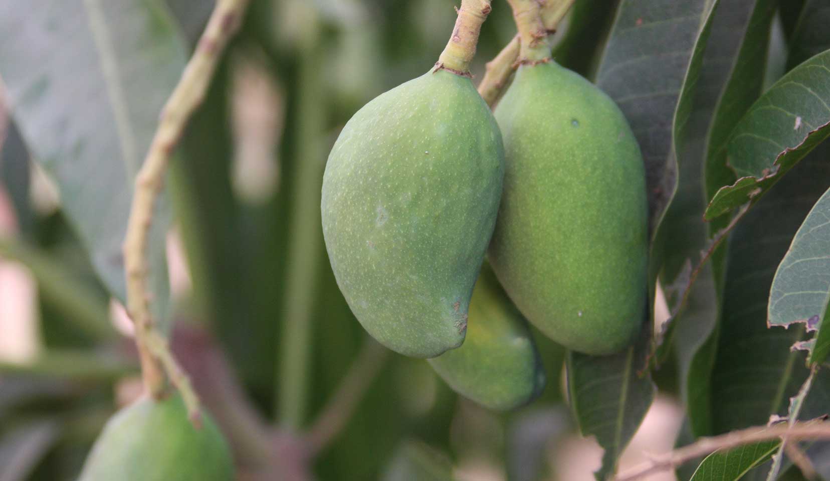 Mango, Mangifera indica L., Anacardiaceae (Cashew family) - Dr East Indian Mango Tree For Sale Florida