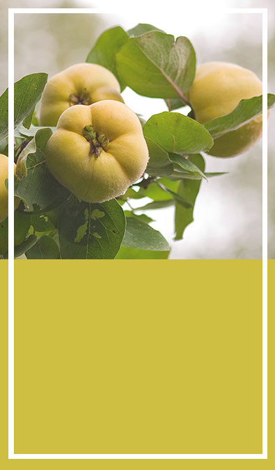 How do you care for a quince tree?